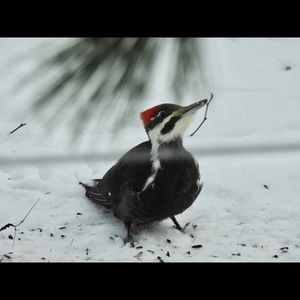 Meet your Posher, Pauline